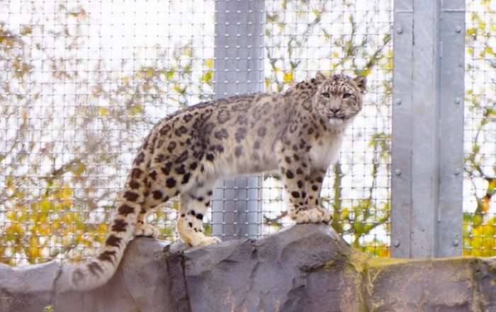 snow leopard